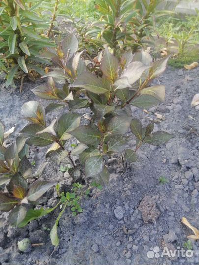 Кустики Вейгелы Нана Пурпуреа