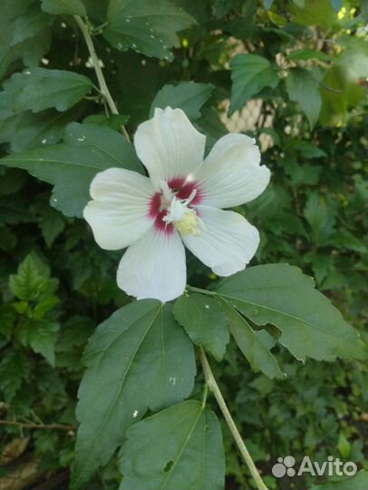 Малина, Кизил, Гибискус, Глициния, Хоста