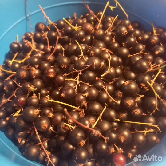 Смородина - 4,5 литра. Последний сбор