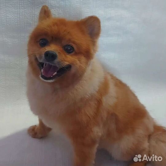 Стрижка собак - груминг