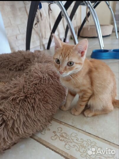 Котята в добрые руки мальчики рыжие