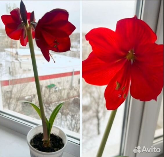 Гиппеаструм