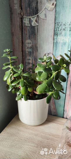 Взрослые растения за вашу цену