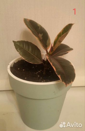 Фикус (мини)