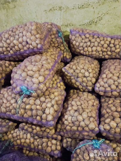 Семена картофеля