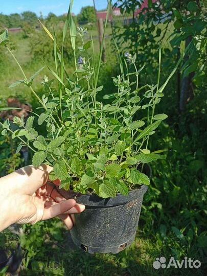 Котовник фассена