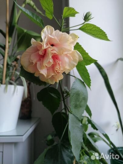 Гибискус китайская роза