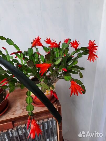 Продам декабрист