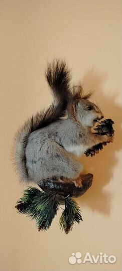 Чучело белки