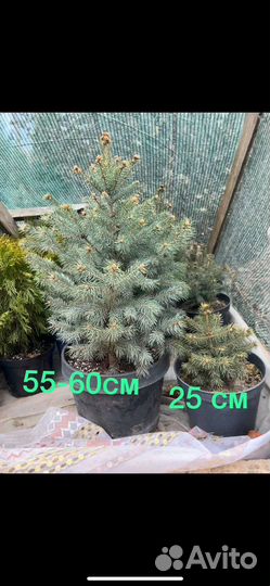Ель голубая глаука 55см