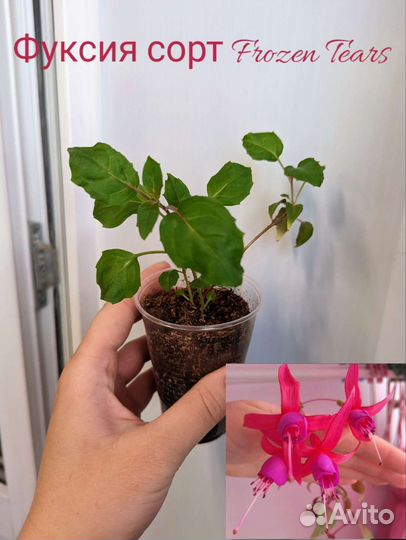 Цветущие комнатные растения, фуксии