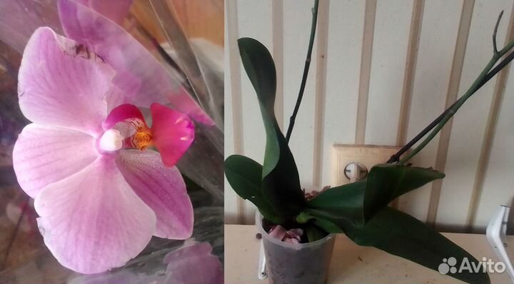 Орхидеи: попугай, биг липы, бабочка, бабулетка