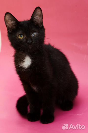 Маша, ищет дом, 2 месяца, лоток на 5+,здорова