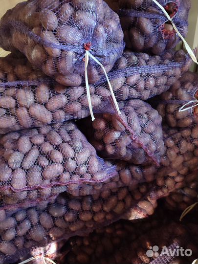 Семенной картофель Коломбо, родриго