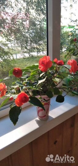 Бальзамин махровый