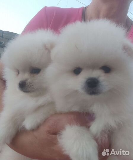 Померанский шпиц