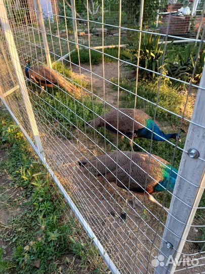 Индийский павлин