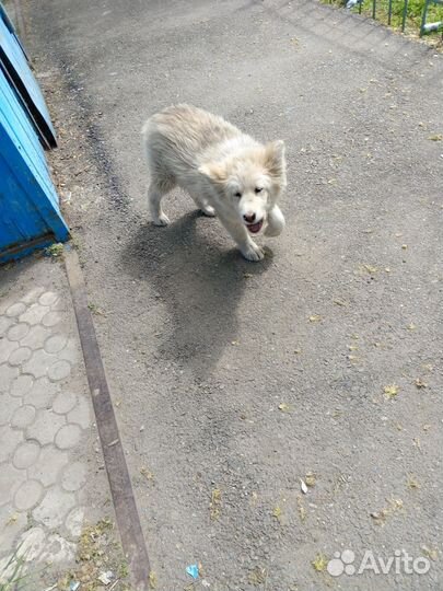 Найдена собака