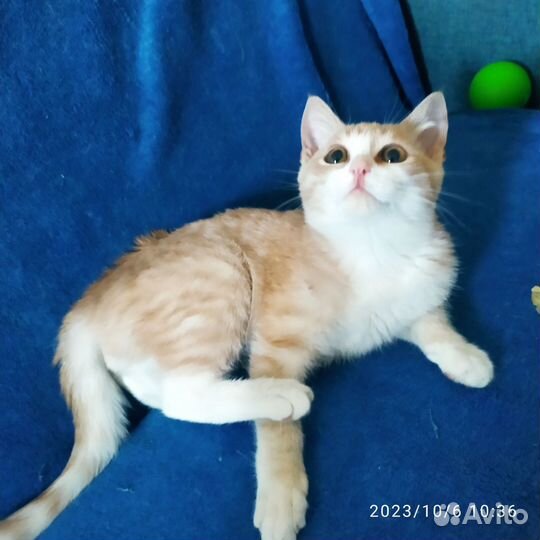 Отдам умных котят-подростков