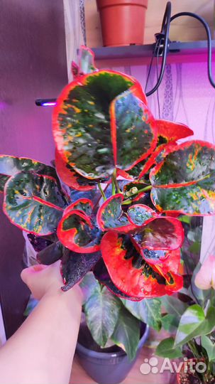 Кротон монгол