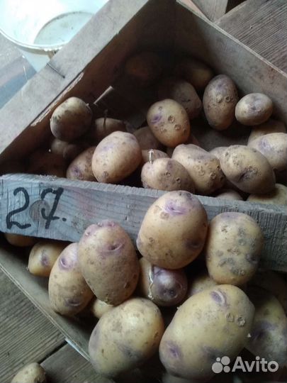 Семенной картофель:сарпо миро, сынок,уника
