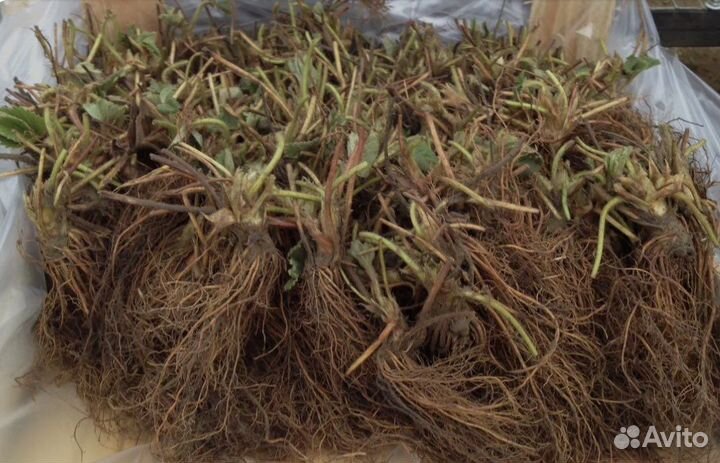 Рассада клубники