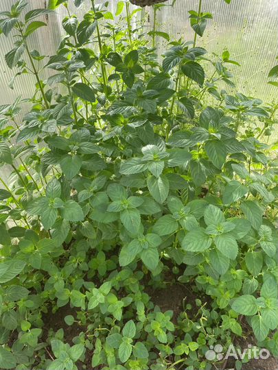 Мята перечная, очень Вкусная