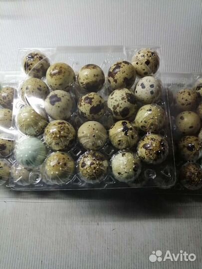 Перепелиное яйцо