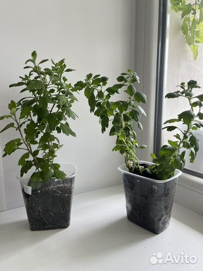 Хризантема