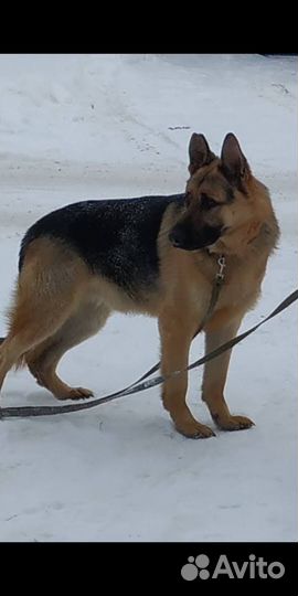 Восточноевропейская овчарка