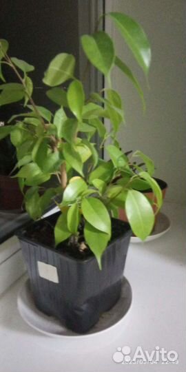 Фикус бенджамина большой