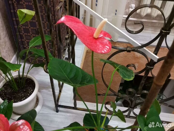 Цветы комнатные