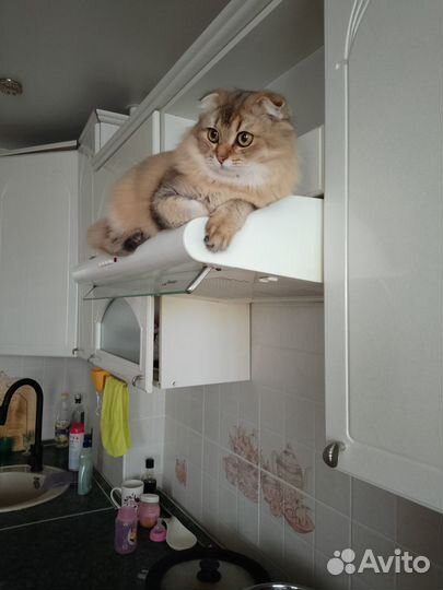 Кошечка для вязки