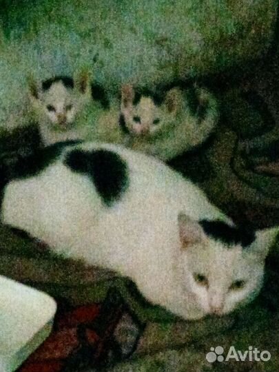 Котята в добрые руки