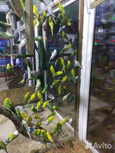 Волнистый попугай