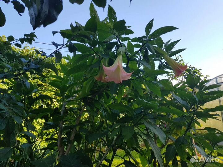 Бругмансия, черенки на срез