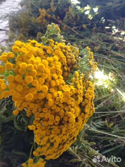 Пижма лекарственная