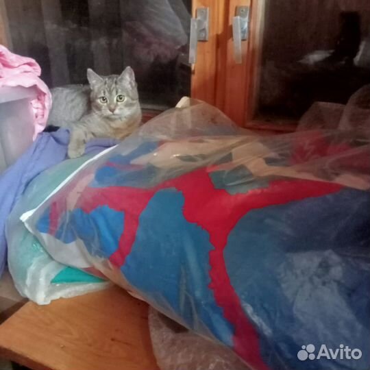 Котенок серый девочка 4,5 мес - бесплатно