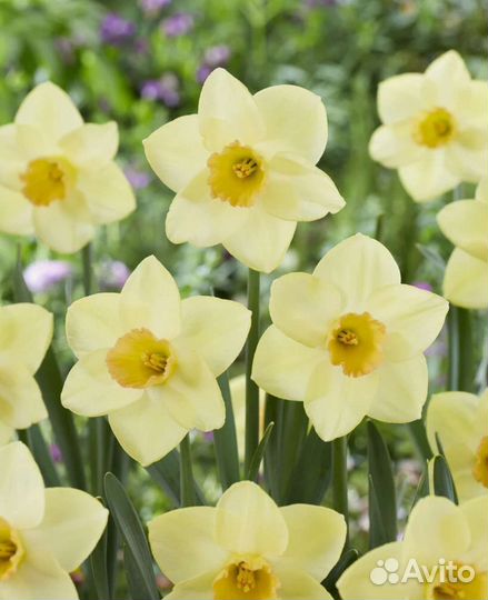 Нарцисс Сандокан 5 шт