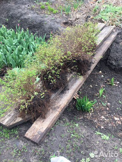 Спирея низкорослая