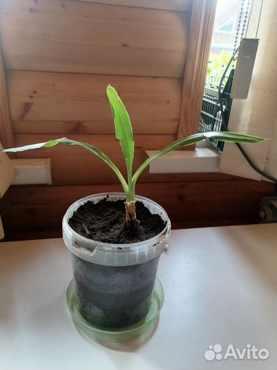 Пальма юкка