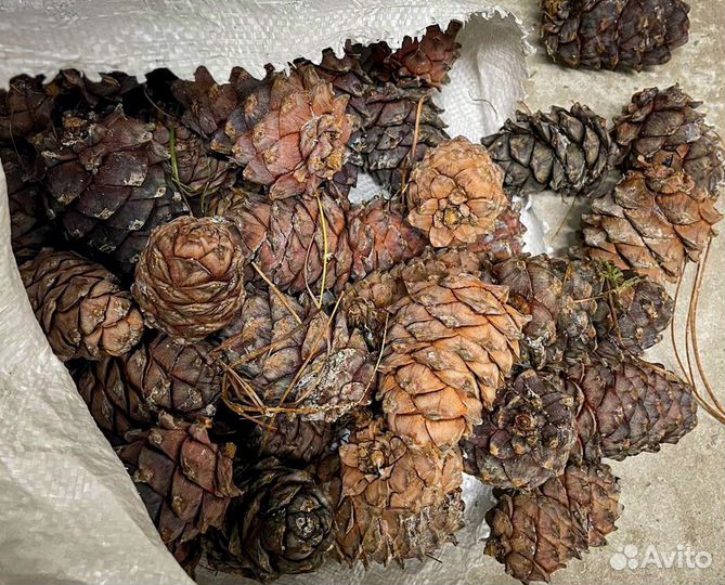 Шишка кедровая орех