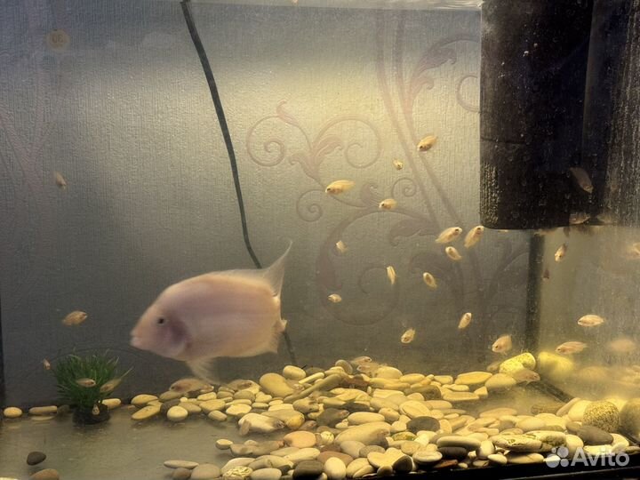 Аквариумные рыбы цихлиды