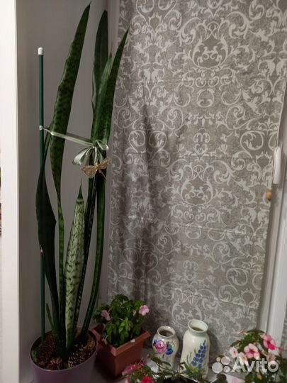 Сансевиерия