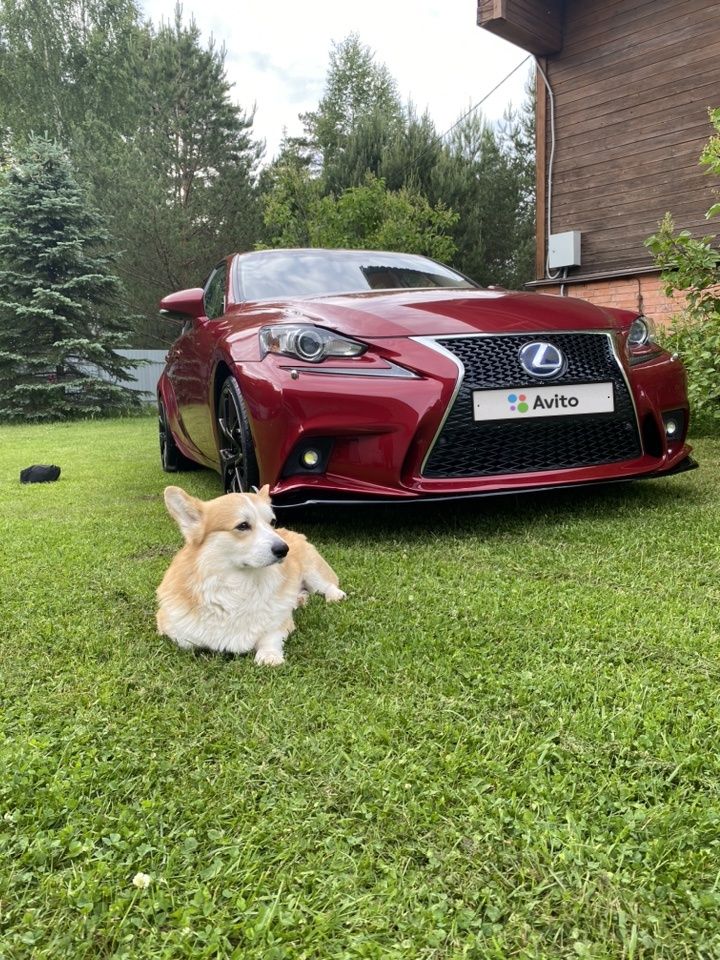 Lexus IS: фото владельца