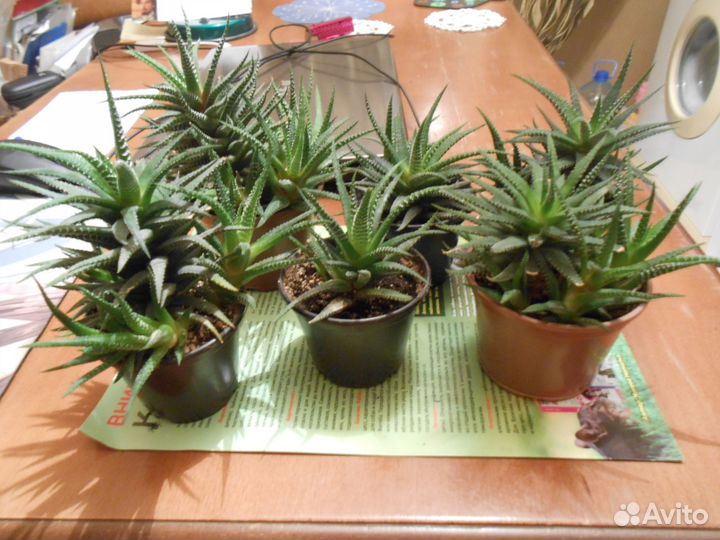 Хавортия суккулент кактус