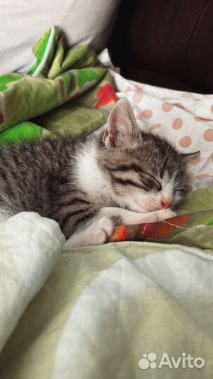 Кошка в дар