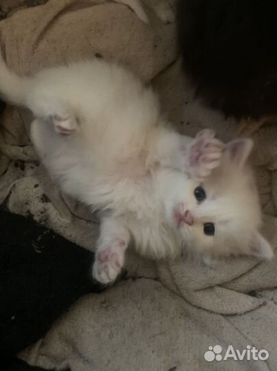 Котята в добрые руки