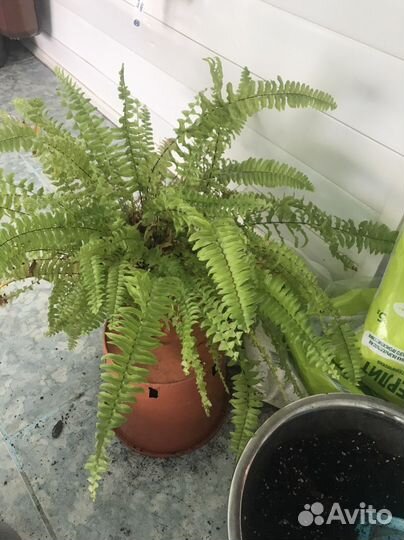 Папоротник