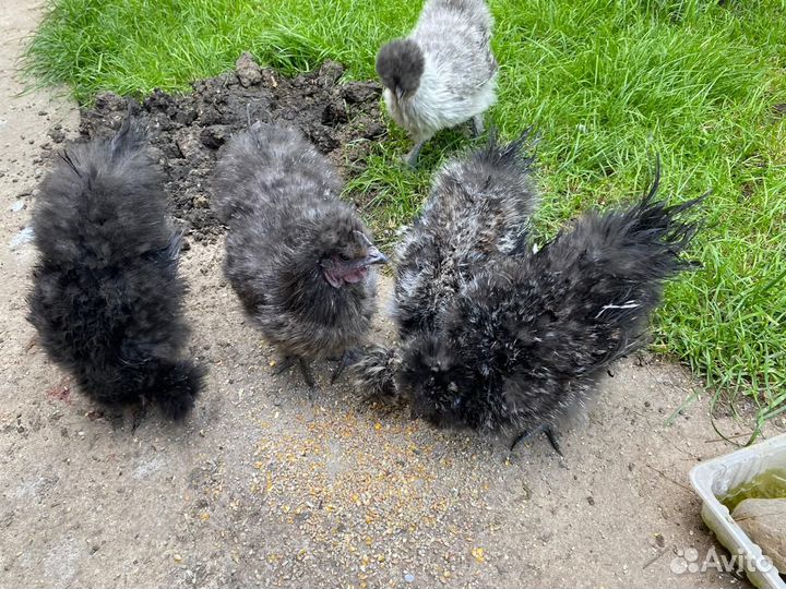 Петух китайский шелковый